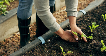 Farmer hands, gardening and plants in soil for agriculture, sustainability and eco friendly farming...