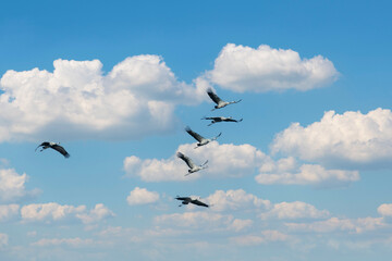 Flock of migrating Grey herons in the sky