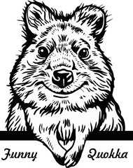 Peeking Quokka - Comic Animal - Funny Animal - Wildlife Stencil - vector clipart stock