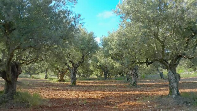 Olive oil cultivation. Tree rows in orchard