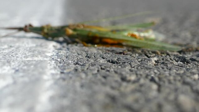 Victims of cars on road. Bush cricket (Saga pedo) hit by car, Such insects estimated by trillions all over world. Who counted them? Rare insect (globally vulnerable species. IUCN red list) killed