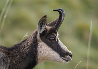 Portrait of Alpine Chamois (Rupicapra rupicapra), isolated on blurry background