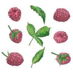A set of green leaves and raspberries on a white background in vintage style. Watercolor illustration. Template for packaging design, postcards, invitations, wallpaper, printing, textiles