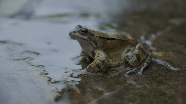 50fps. European common frog in UK garden setting. 