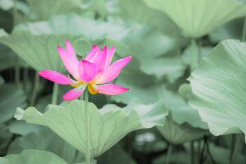 Lotus blooming in summer, in northern China