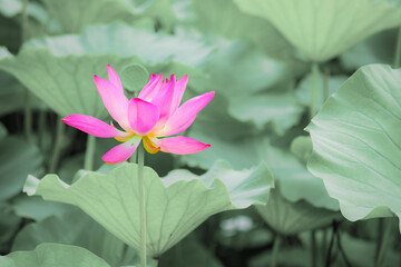 Obraz premium Lotus blooming in summer, in northern China