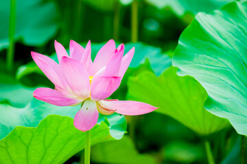 Lotus blooming in summer, in northern China