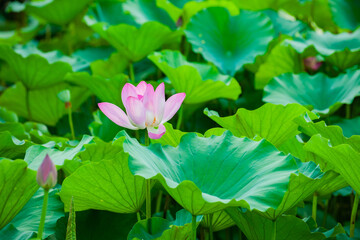 Lotus blooming in summer, in northern China