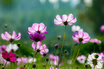 Fototapeta premium In summer, the Gesang flowers bloom in urban parks