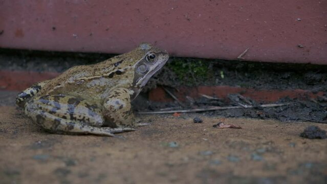 50fps. European common frog in UK garden setting. 