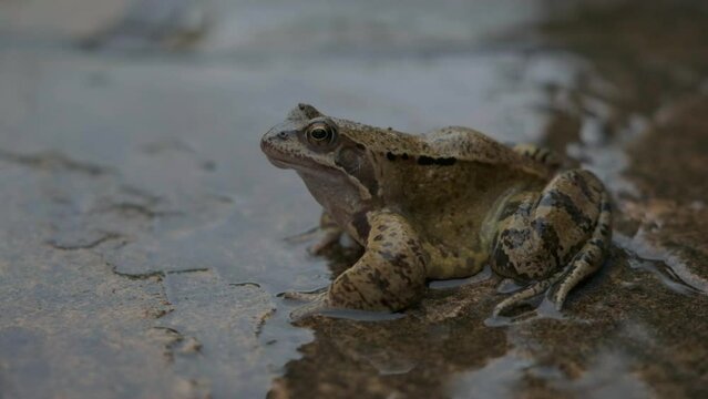 50fps. European common frog in UK garden setting. 
