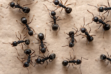 Macro photo of group of black ants on the wall. - obrazy, fototapety, plakaty