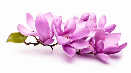 Foto op Canvas Purple magnolia flower Magnolia Felix isolated on white background © Ghazanfar