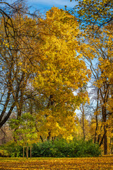 Fototapeta premium autumn in the park