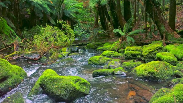 Green moss stones and rocks of Tasmania forest. Australia nature