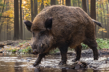 Starker Keiler geht zum Angriff (Wildschwein)