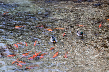 Fish and ducks swim in the Miyagawa River which pass through Takayama's historic old town. Beautiful town in Takayama, Gifu Prefecture, Japan.