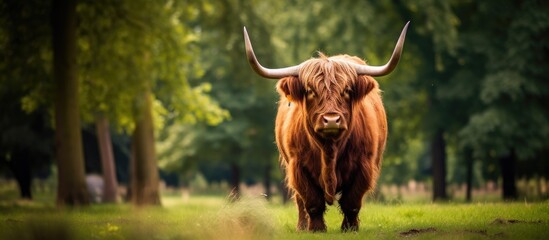 Scottish Highlander in park Bentwoud Netherlands