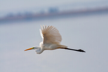 great egret, ardea alba, white heron, adult great egret, juvenile great egret, flying great egret,...