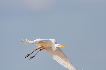 great egret, ardea alba, white heron, adult great egret, juvenile great egret, flying great egret, standing great egret, hunting great egret, flying birds, birds flying, birds soaring, birds gliding, 