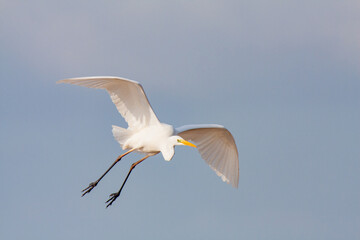 great egret, ardea alba, white heron, adult great egret, juvenile great egret, flying great egret,...