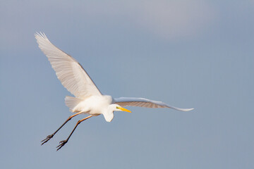 great egret, ardea alba, white heron, adult great egret, juvenile great egret, flying great egret, standing great egret, hunting great egret, flying birds, birds flying, birds soaring, birds gliding, 