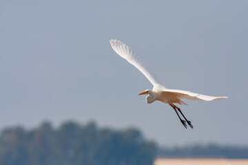 great egret, ardea alba, white heron, adult great egret, juvenile great egret, flying great egret, standing great egret, hunting great egret, flying birds, birds flying, birds soaring, birds gliding, 