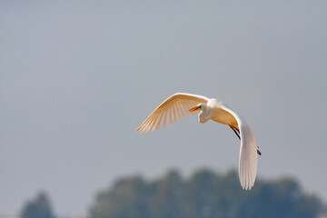great egret, ardea alba, white heron, adult great egret, juvenile great egret, flying great egret,...