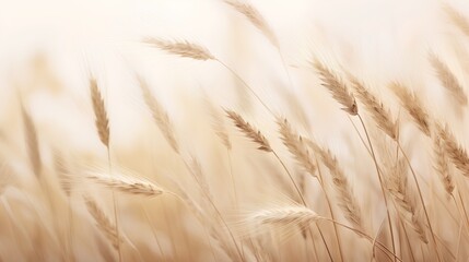 Tranquil beauty of soft wheat grasses in calming beige hues. Neutral tones and minimalist aesthetic serene background. The crop grass with natural elegance and simplicity. - obrazy, fototapety, plakaty
