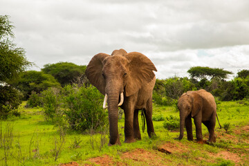 Obraz premium Big elephant crossing the brown sand road in bush