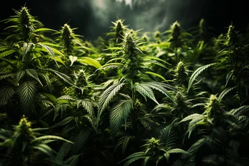 Fotobehang Hemp plants growing on a plantage field, medical marijuana, cannabis leaves, alternative medicine, narcotic drug © Berit Kessler