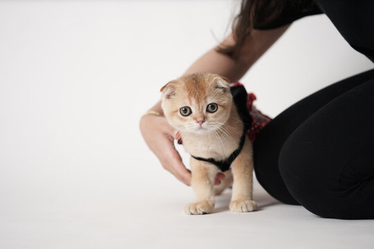 A person is photo shooting with a tiny cute cat with black dress in a white background studio.                        