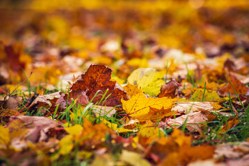 autumn leaves on the ground