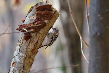 一生懸命木に穴をあけるコゲラ