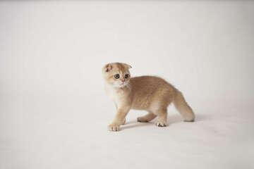 Fototapeta na wymiar One blonde Scottish fold kitten standing on a white background. A brown and white kitten standing with blue eyes.