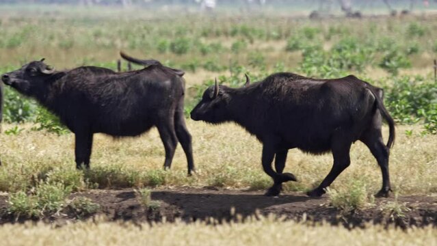 Wild Water Buffalo (Bubalus bubalis) in the Hula valley, Israel
