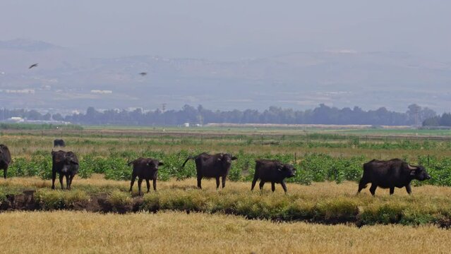 Wild Water Buffalo (Bubalus bubalis) in the Hula valley, Israel