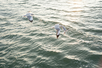 group of seagulls
