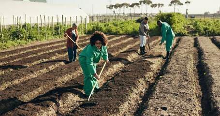 Woman, land or farming to rake field, healthy food and sustainability in eco friendly agriculture. Diversity, work or africa nutrition ngo farm startup in ecology, health soil or plant in countryside - obrazy, fototapety, plakaty
