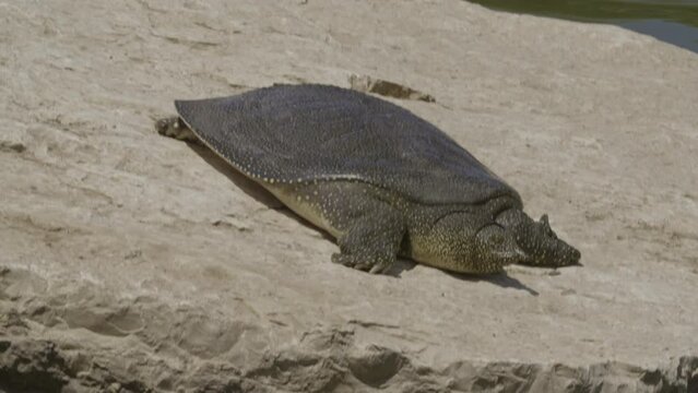 African softshell turtle or Nile softshell turtle (Trionyx triunguis)
