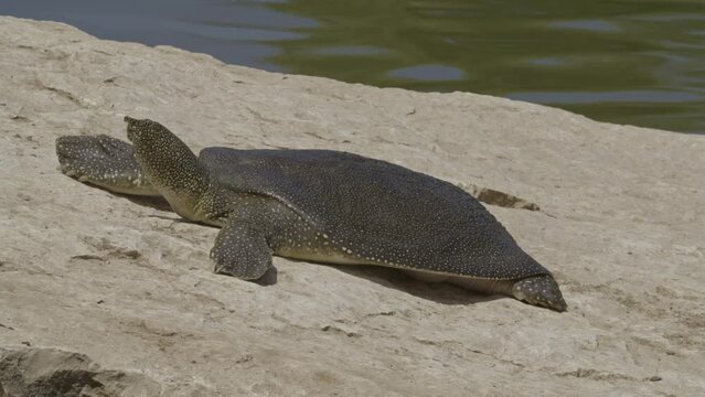 African softshell turtle or Nile softshell turtle (Trionyx triunguis)