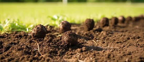 Mole hills in garden causing lawn damage in countryside