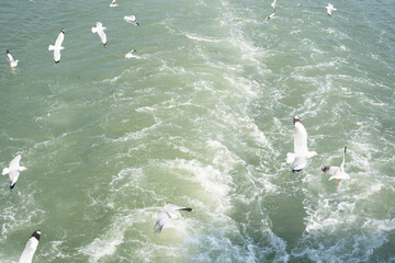 Naklejka premium group of seagulls