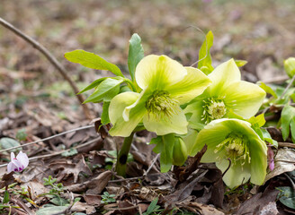 Spring walks in the bosom of nature in the beech forest along the path under the canopy of the forest.
