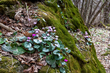 Spring walks in the bosom of nature in the beech forest along the path under the canopy of the...