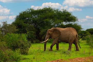 Elephant walking through Amboseli National park Africa