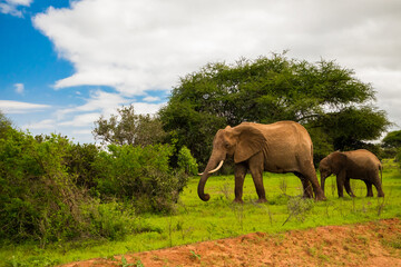 Fototapeta premium Elephant walking through Amboseli National park Africa