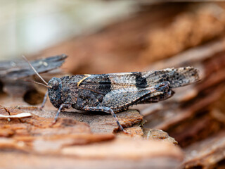 Saltamontes Camuflado sobre Corteza: Adaptación y Textura Natura