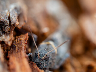 Insecto Camuflado en Madera: Detalle de Vida Silvestre