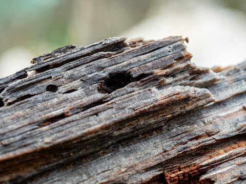 detalle de madera carcomida y envejecida de color gris